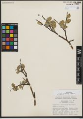 Foto von Salix pulchra Cham.